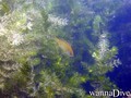 foto de buceo