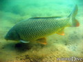 foto de buceo