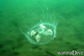 foto de buceo