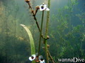 foto de buceo