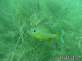 foto de buceo