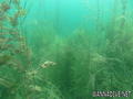 foto de buceo