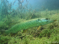 foto de buceo