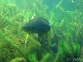 foto de buceo