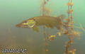 foto de buceo