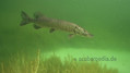 foto de buceo