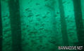foto de buceo