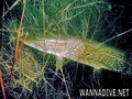 foto de buceo
