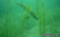 foto de buceo