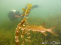 foto de buceo