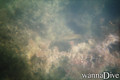 foto de buceo
