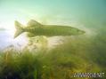 foto de buceo