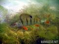 foto de buceo