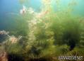 foto de buceo