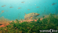 foto de buceo