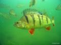 foto de buceo