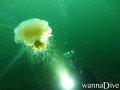 foto de buceo