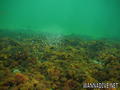 foto de buceo