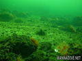 foto de buceo