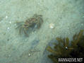 foto de buceo