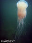 foto de buceo