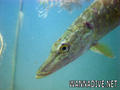 foto de buceo