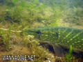 foto de buceo
