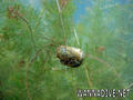 foto de buceo