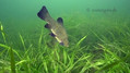 foto de buceo