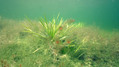 foto de buceo