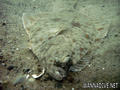 foto de buceo
