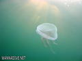 foto de buceo