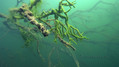 foto de buceo