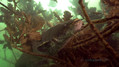 foto de buceo