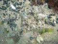 foto de buceo