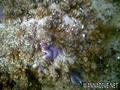 foto de buceo