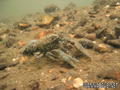 foto de buceo