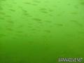 foto de buceo