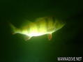 foto de buceo