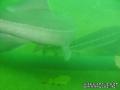 foto de buceo