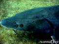 foto de buceo