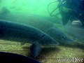 foto de buceo