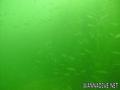 foto de buceo