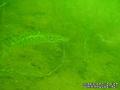 foto de buceo