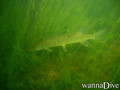 foto de buceo