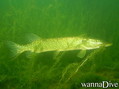 foto de buceo