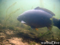foto de buceo