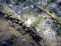 foto de buceo