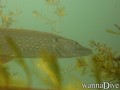 foto de buceo