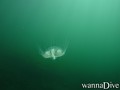 foto de buceo